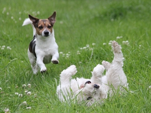 Benga und Chester